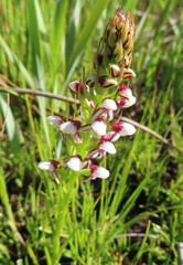 Disa obtusa hottentotica