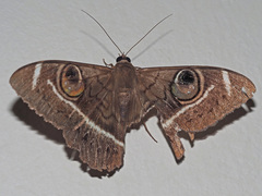 Cyligramma latona