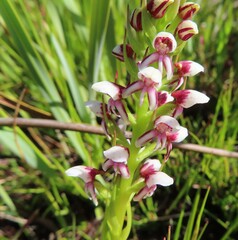 Disa obtusa hottentotica