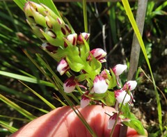 Disa obtusa hottentotica