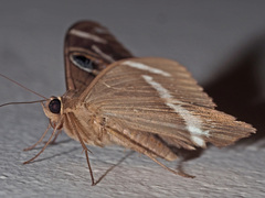 Cyligramma latona