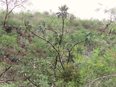 Pseudosmodingium virletii