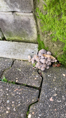 Coprinellus disseminatus