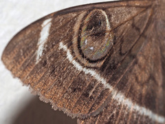 Cyligramma latona