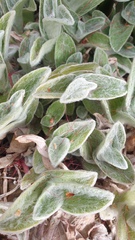 Tradescantia sillamontana