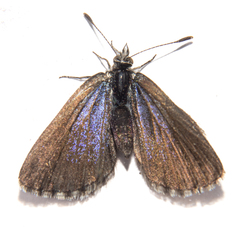 Zizina oxleyi