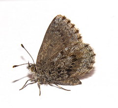 Zizina oxleyi