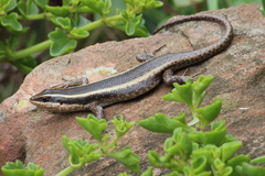 Trachylepis striata