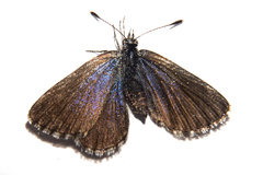 Zizina oxleyi