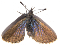 Zizina oxleyi