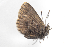 Zizina oxleyi