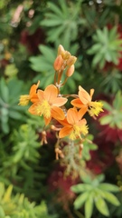 Bulbine frutescens
