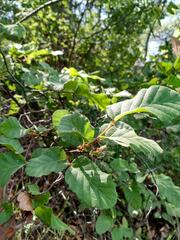 Nothofagus glauca
