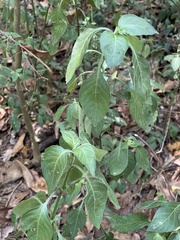 Isoglossa glandulosissima