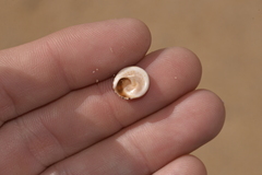 Bembicium nanum