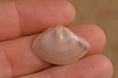 Austromactra rufescens