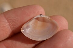 Austromactra rufescens