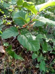 Nothofagus glauca