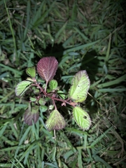 Acalypha monostachya