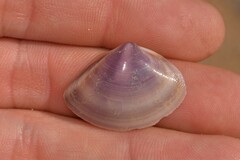 Austromactra contraria