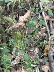 Isoglossa glandulosissima