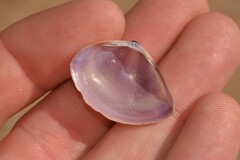 Austromactra contraria