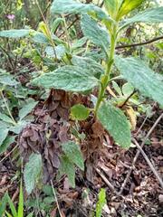 Aristeguietia salvia