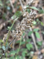 Isoglossa glandulosissima