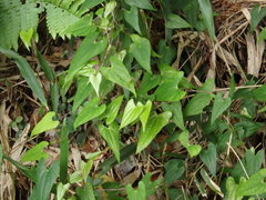 Dioscorea japonica