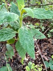 Aristeguietia salvia