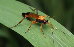 Ctenochares bicolorus