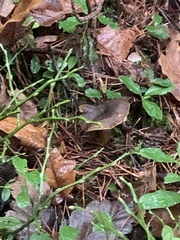 Craterellus tubaeformis