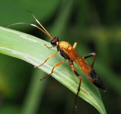 Ctenochares bicolorus