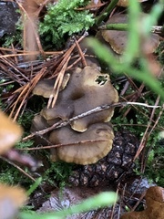Craterellus tubaeformis
