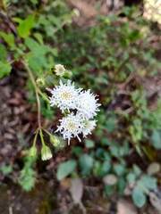 Ageratina glechonophylla