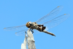Tramea loewii