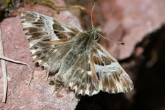 Muschampia floccifera