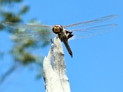 Tramea loewii