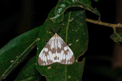 Nyctemera adversata