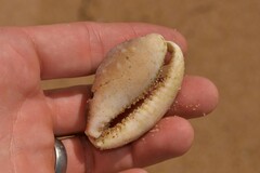 Lyncina vitellus