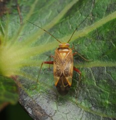 Diomocoris