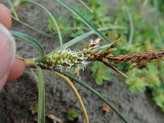 Carex pumila