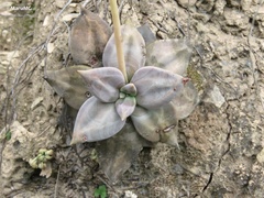 Echeveria xichuensis