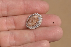 Siphonaria denticulata