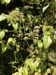 Clematis peterae lishanensis