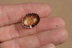 Siphonaria denticulata