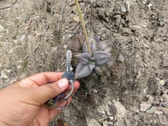 Echeveria xichuensis
