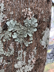 Parmelina tiliacea