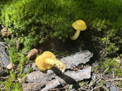 Agaricomycetidae