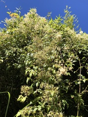 Clematis peterae lishanensis